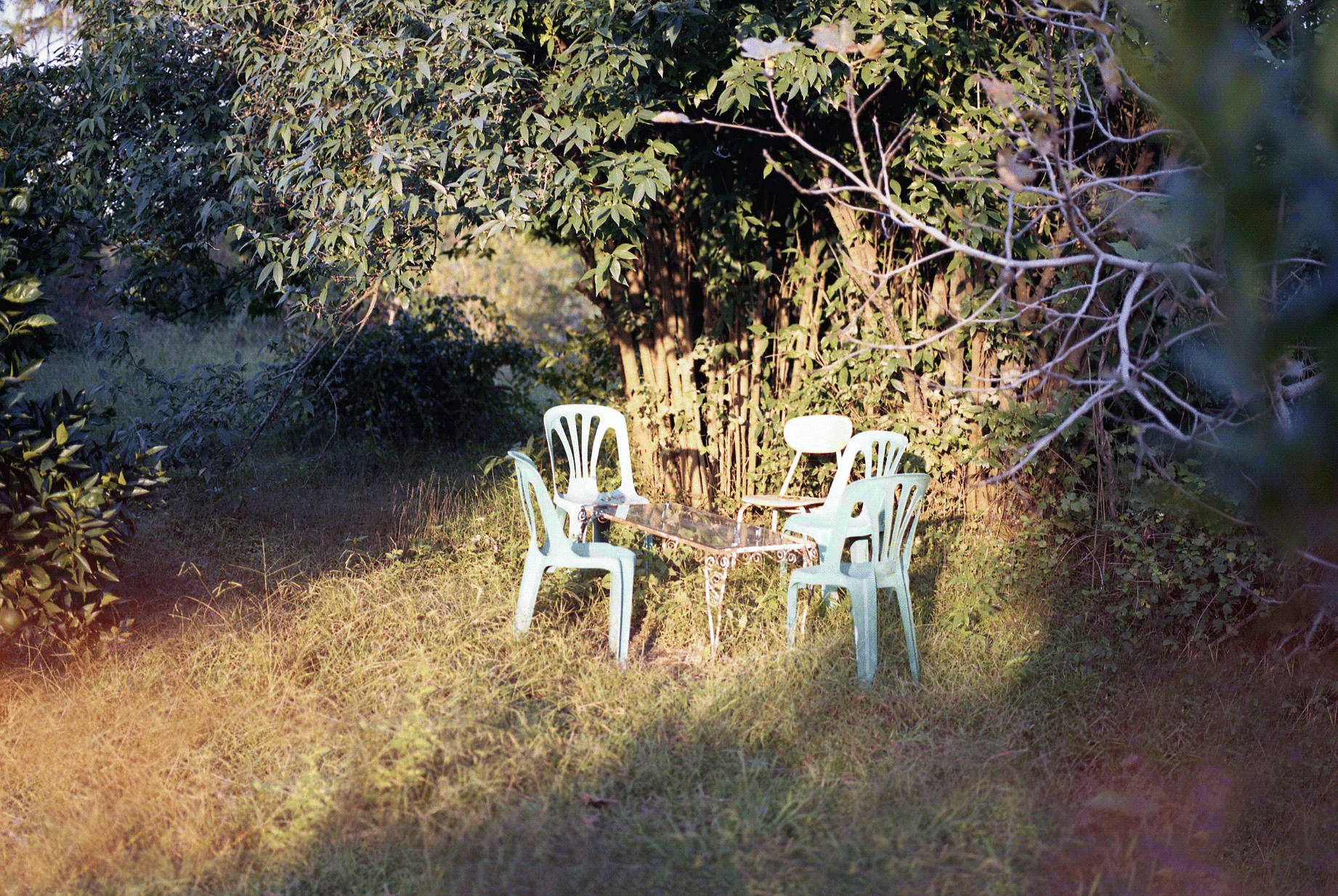 Maryam Khastoo: Untitled III, 2026 from the series Orange Blossom